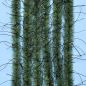 Preview: Enrico Puglisi Wooly Critter Brush.50''