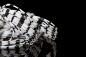 Preview: Black Barred Crazy Legs