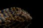Preview: Black Barred Crazy Legs