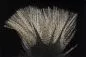Preview: Coq de Leon Pardo Rinon Preview: Coq de Leon Pardo Rinon