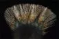 Preview: Coq de Leon Pardo Rinon Preview: Coq de Leon Pardo Rinon