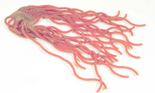 Squirmy Worms