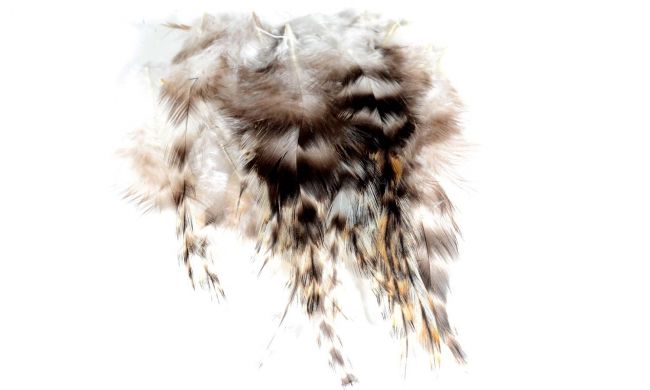 Cock Saddle Hackles