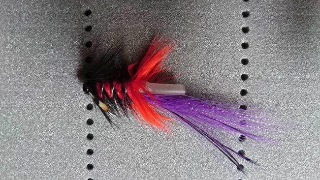Purpel& Red Pot Bellied Pig