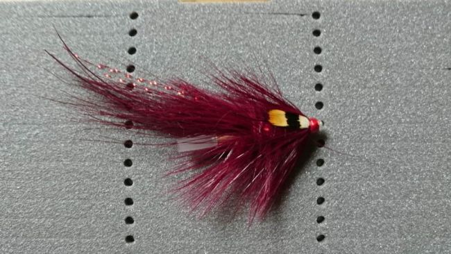 Pot Belly Pig Claret