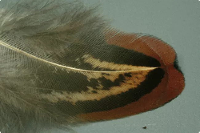 Jagdfasan Körperfedern selektiert