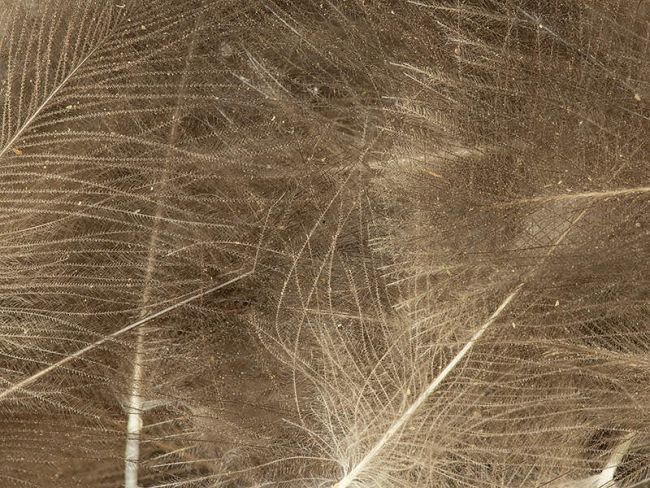 CDC Selected small & dense 1gr. Natur