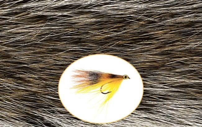 Squirrel Tail