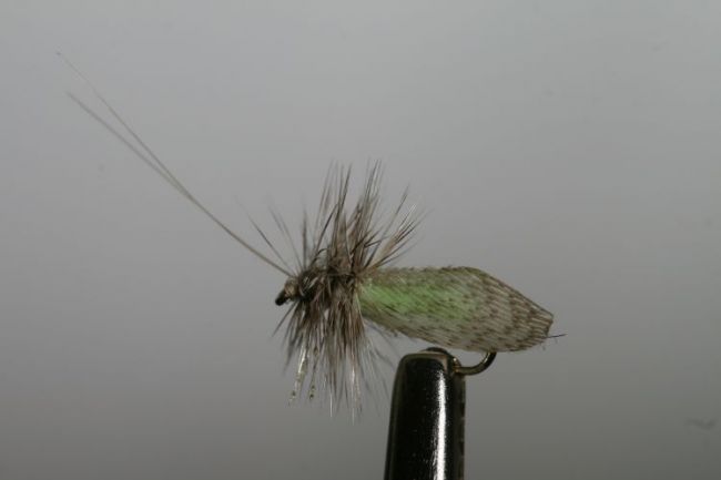 Dusa Dolinar su 0028 Trockenfliege