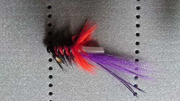 Purpel& Red Pot Bellied Pig