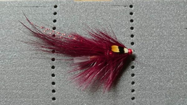 Pot Belly Pig Claret