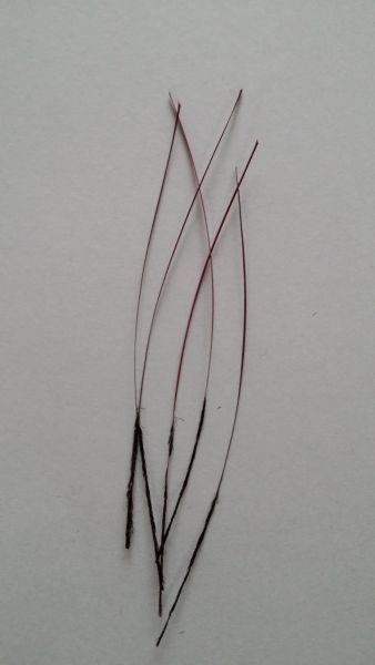 Hand Stripped Peacock Quill Pink
